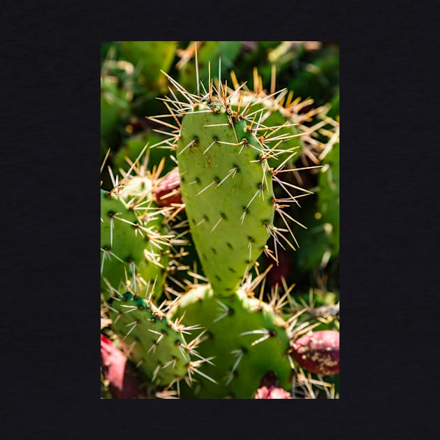 Opuntia by thadz